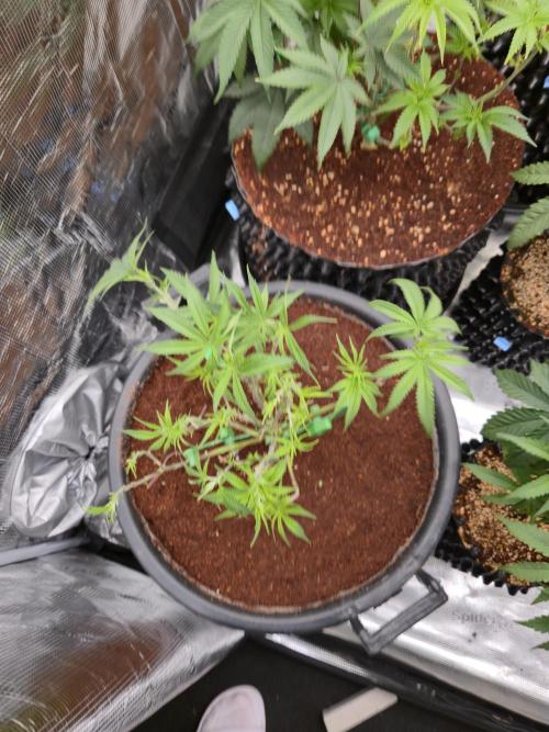 Gorilla Glue #4 x white widow. Week 7
