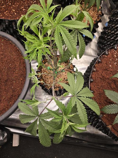 Gorilla Glue #4 x white widow. Week 7