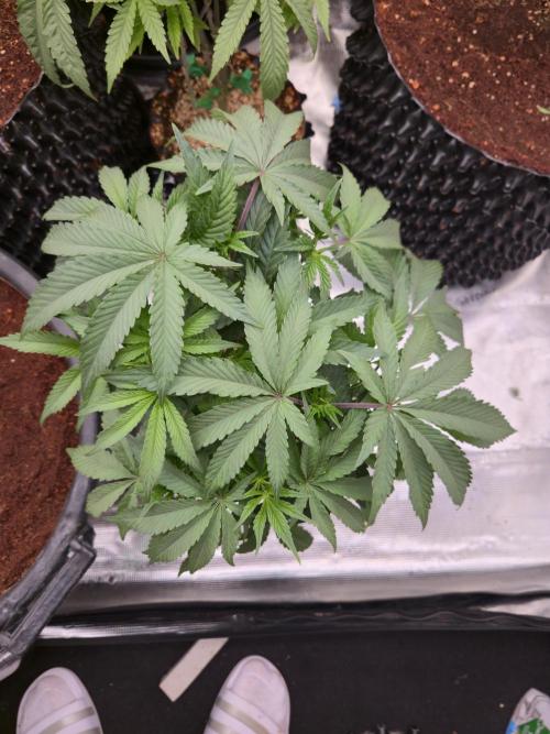 Gorilla Glue #4 x white widow. Week 7