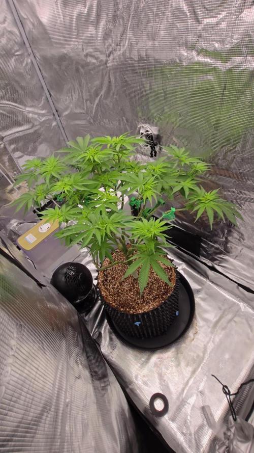 Tangerine Dream