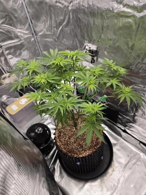 Tangerine Dream. Week 12