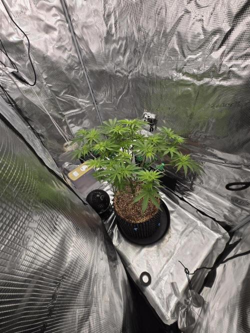 Tangerine Dream. Week 12