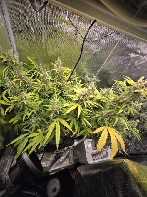 First dwc grow. Week 18