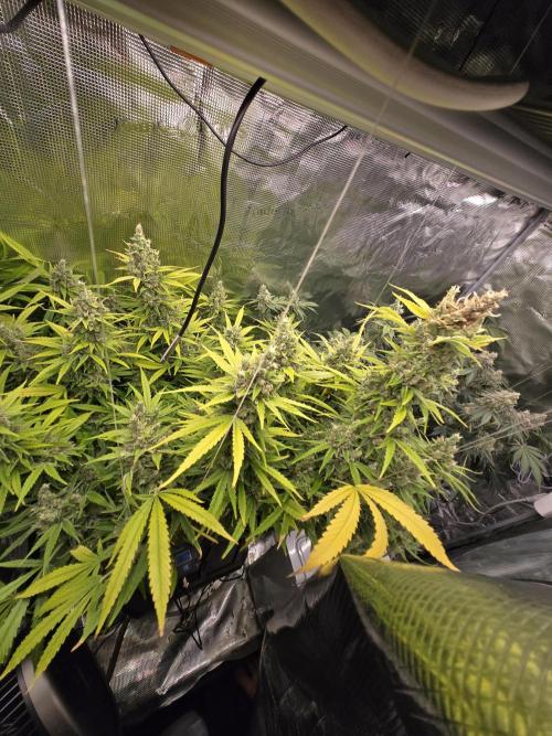 First dwc grow. Week 18
