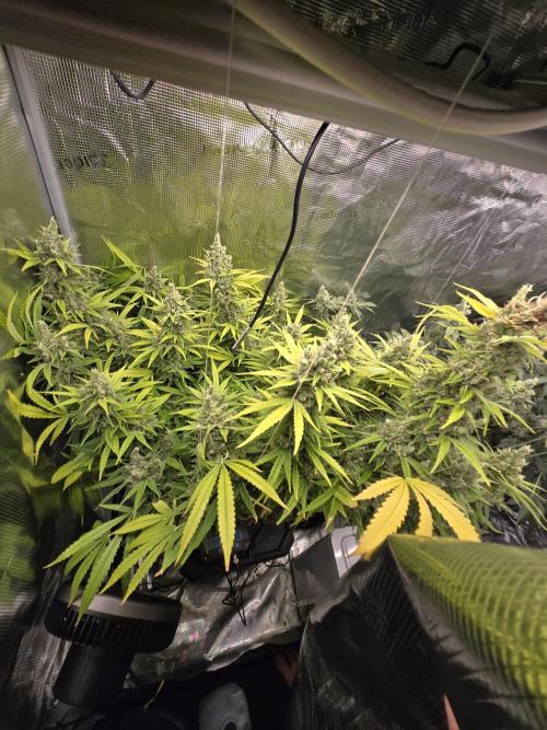 DWC Hydroponics Grow System 7 Gallon DWC 2 Buckets. Week 18