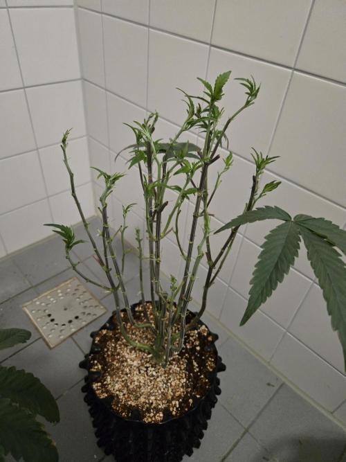 Gorilla Glue #4 x white widow. Week 8