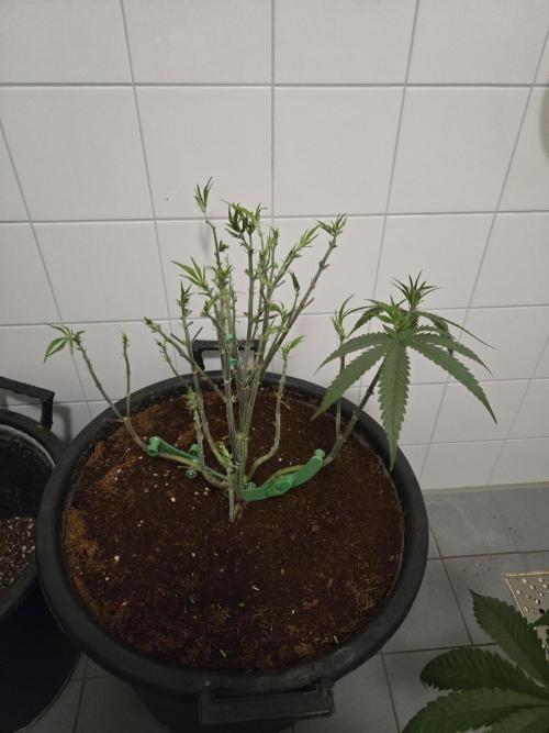 Gorilla Glue #4 x white widow. Week 8