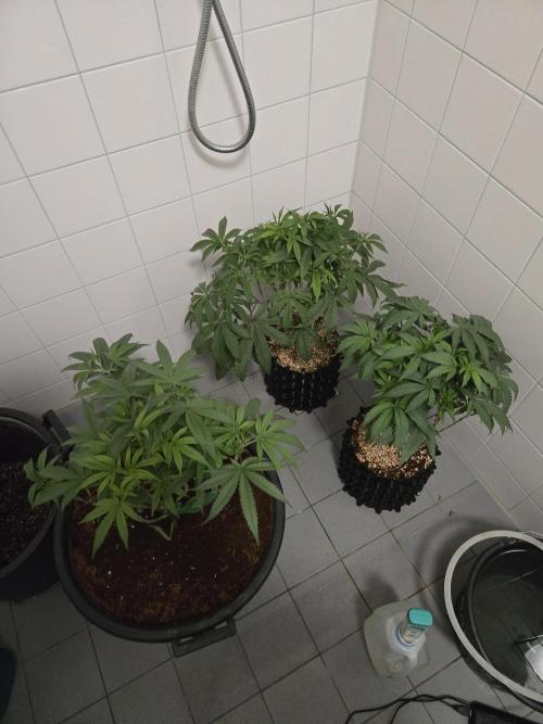 Gorilla Glue #4 x white widow. Week 8