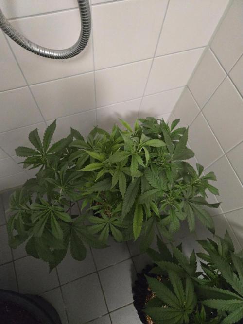 Gorilla Glue #4 x white widow. Week 8