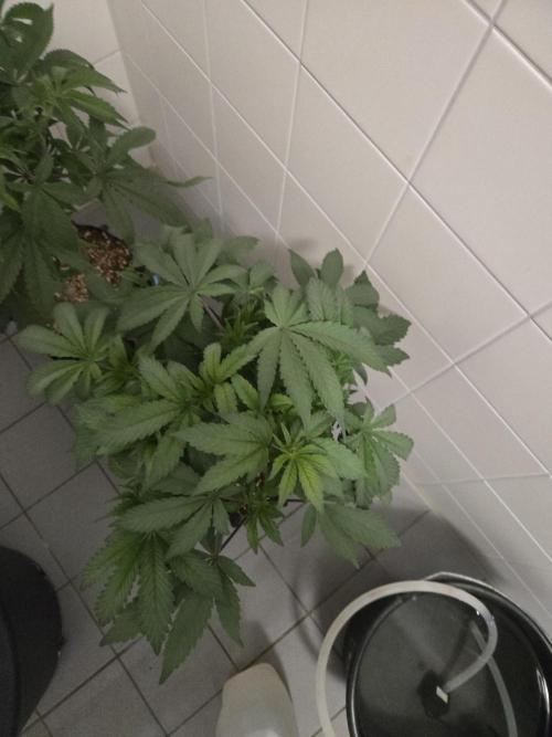 Gorrila Glue #4 × White Widow. Week 8