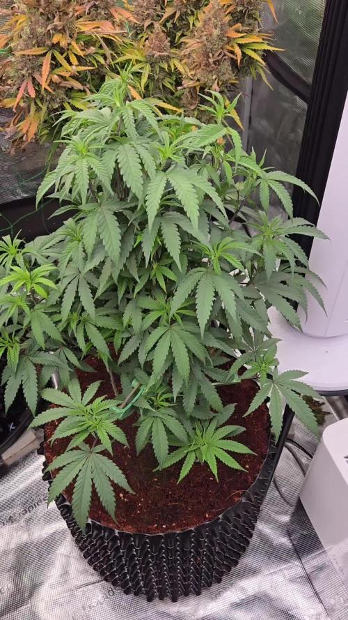 Mac1 F1 Hybrid