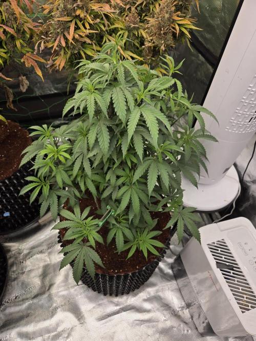 Mac1 F1 Hybrid. Week 8
