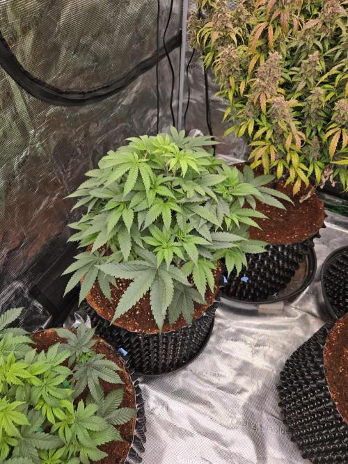 Mac1 F1 Hybrid. Week 8