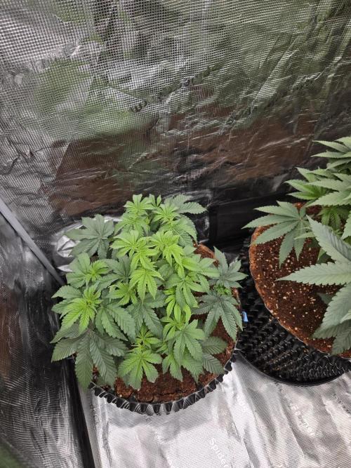 Mac1 F1 Hybrid. Week 8