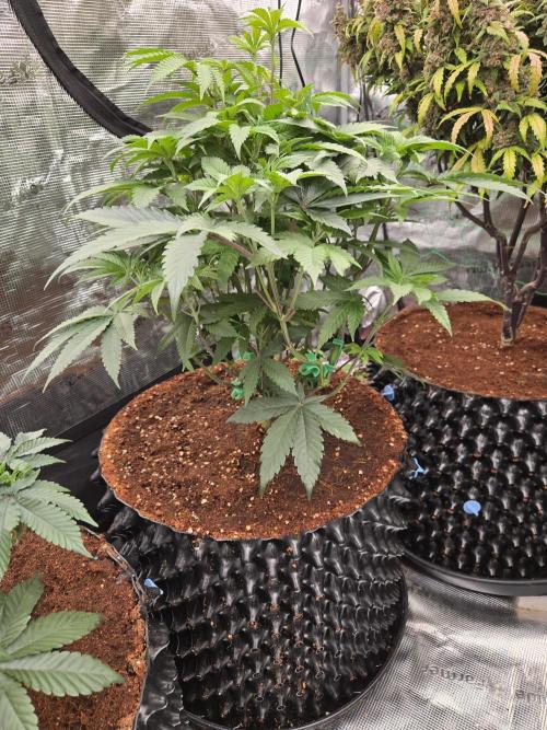 Mac1 F1 Hybrid. Week 8