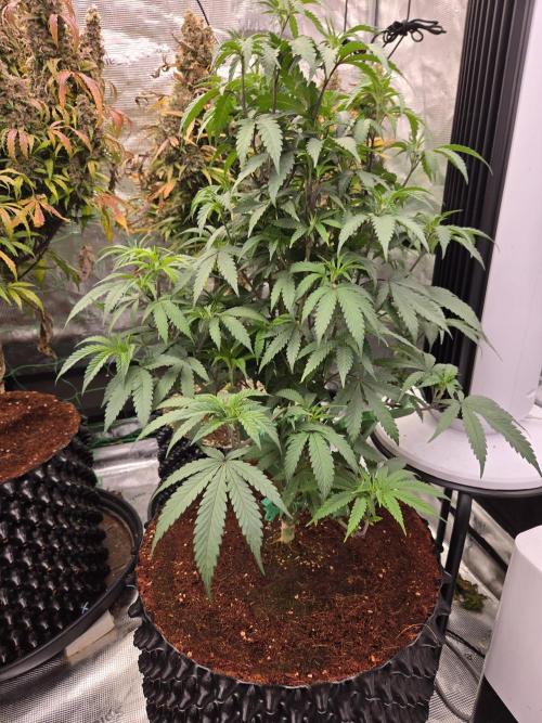 Mac1 F1 Hybrid. Week 8