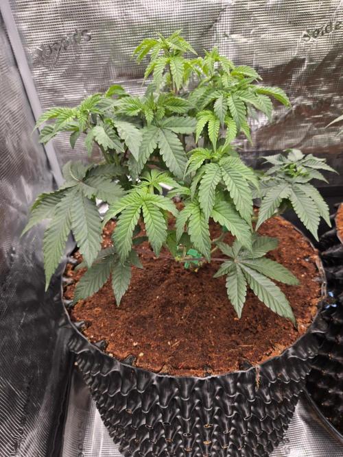 MAC 1 - F1 HYBRID. Week 8