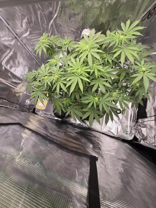 Tangerine Dream. Week 13