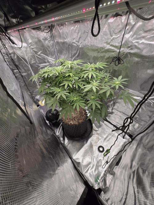 Tangerine Dream. Week 13