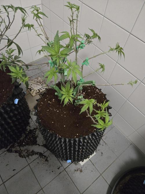 Gorilla Glue #4 x white widow. Week 9