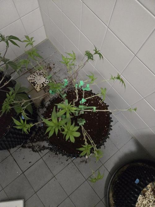 Gorilla Glue #4 x white widow. Week 9