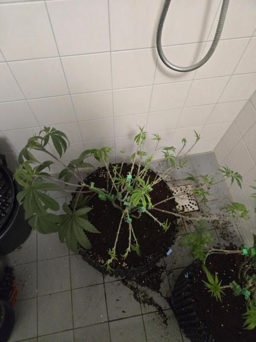 Gorilla Glue #4 x white widow. Week 9