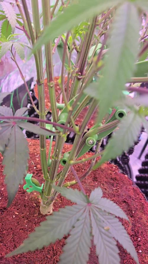 Mac1 F1 Hybrid