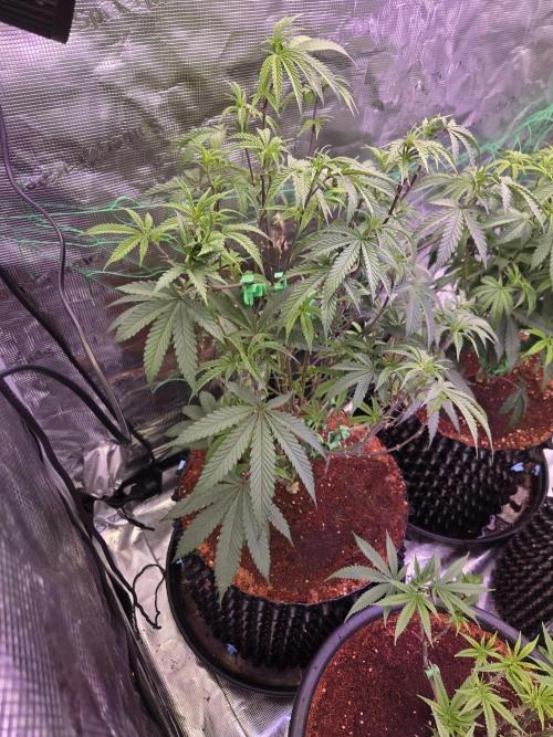 Mac1 F1 Hybrid. Week 9