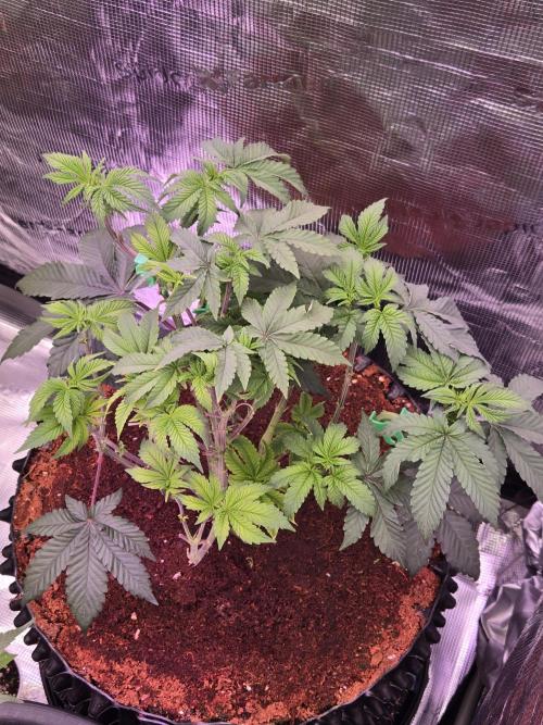 Mac1 F1 Hybrid. Week 9