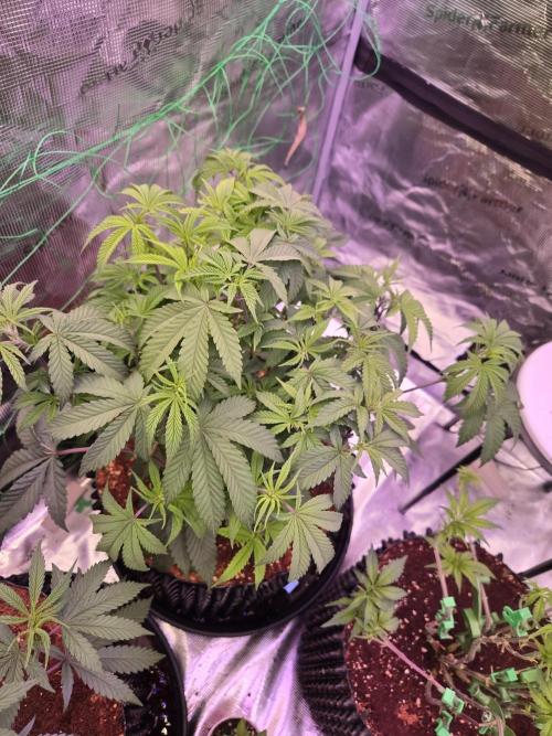 Mac1 F1 Hybrid. Week 9