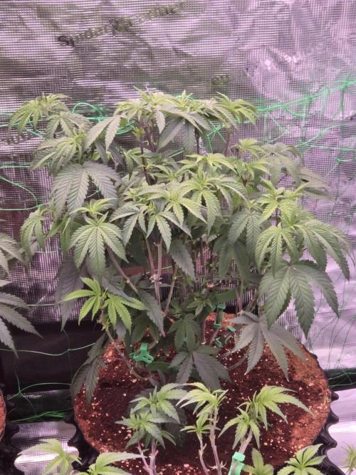 Mac1 F1 Hybrid. Week 9