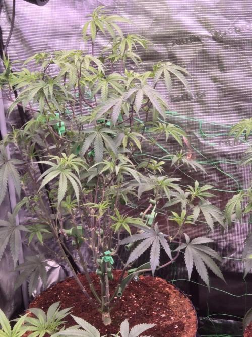 Mac1 F1 Hybrid. Week 9