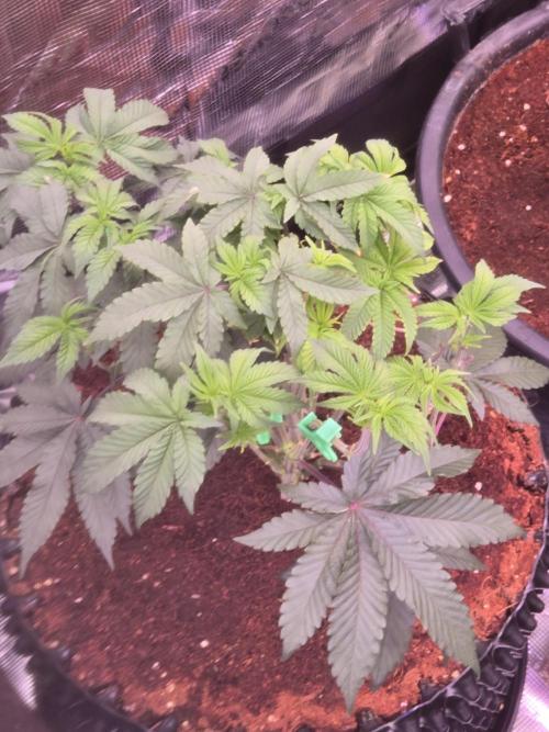 Mac1 F1 Hybrid. Week 9