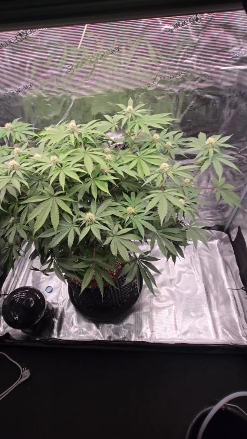 Tangerine Dream