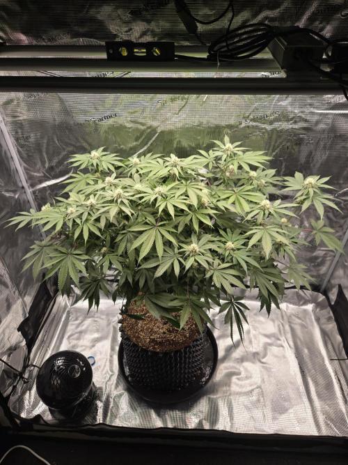 Tangerine Dream. Week 14