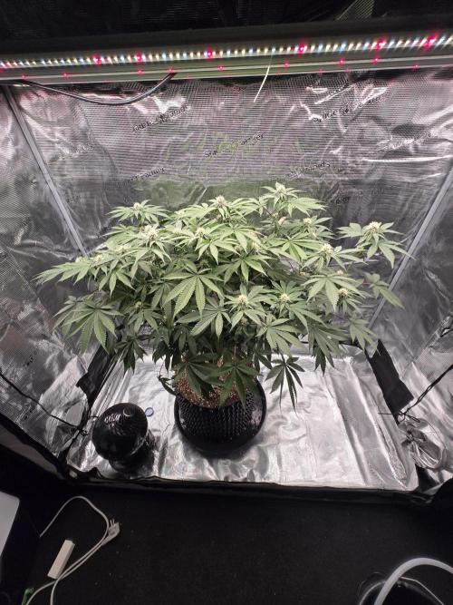 Tangerine Dream. Week 14