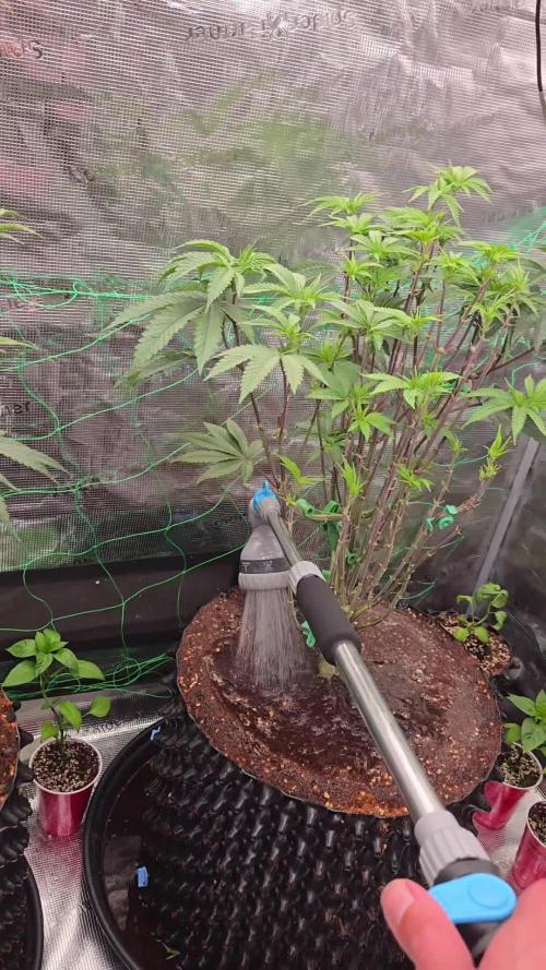 Mac1 F1 Hybrid