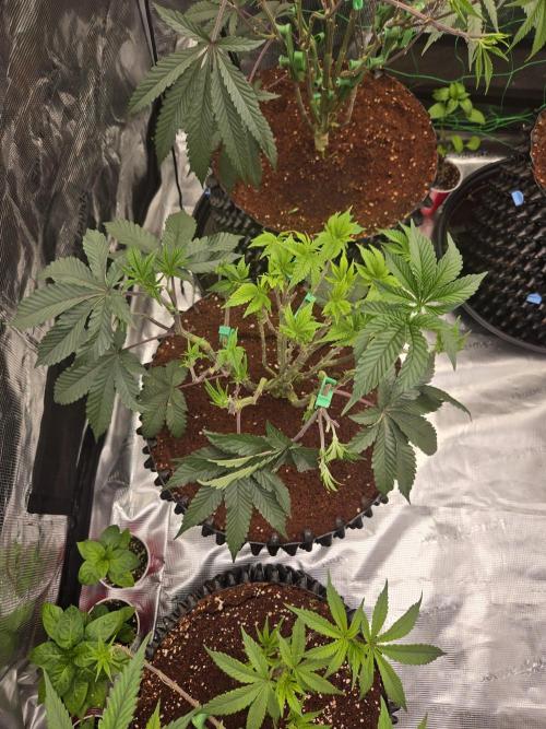 Mac1 F1 Hybrid. Week 10