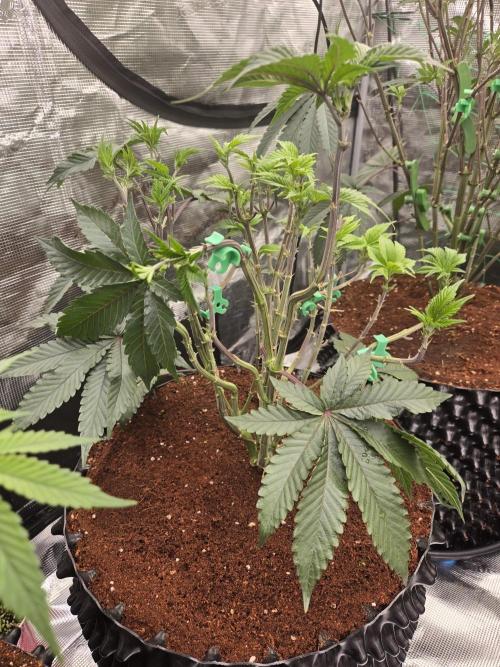 Mac1 F1 Hybrid. Week 10