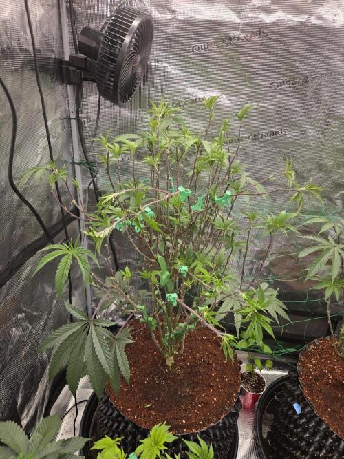 Mac1 F1 Hybrid. Week 10