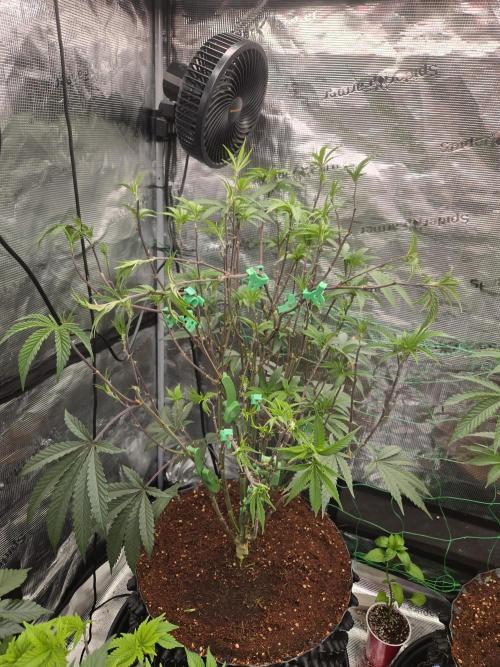 Mac1 F1 Hybrid. Week 10