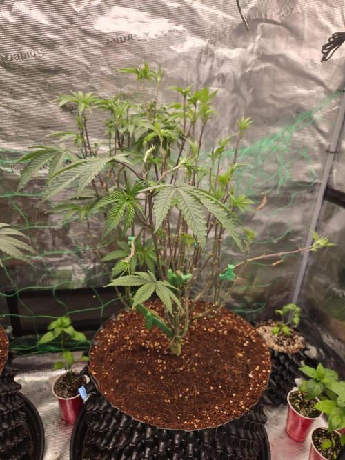 Mac1 F1 Hybrid. Week 10