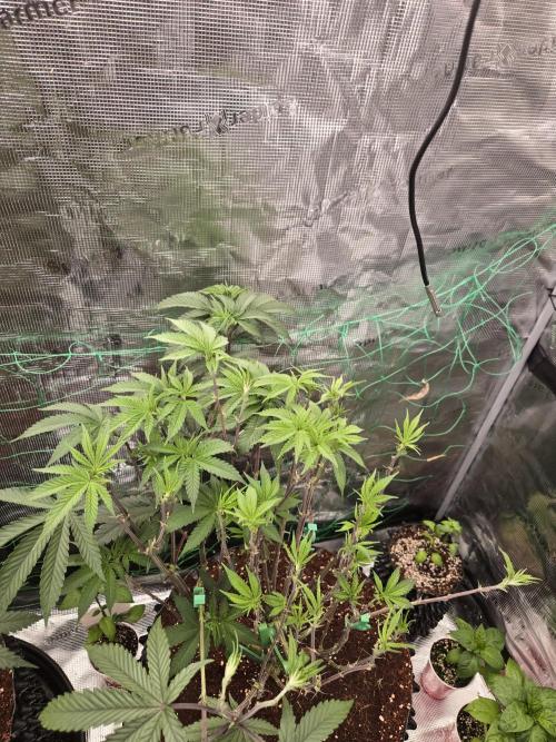 Mac1 F1 Hybrid. Week 10