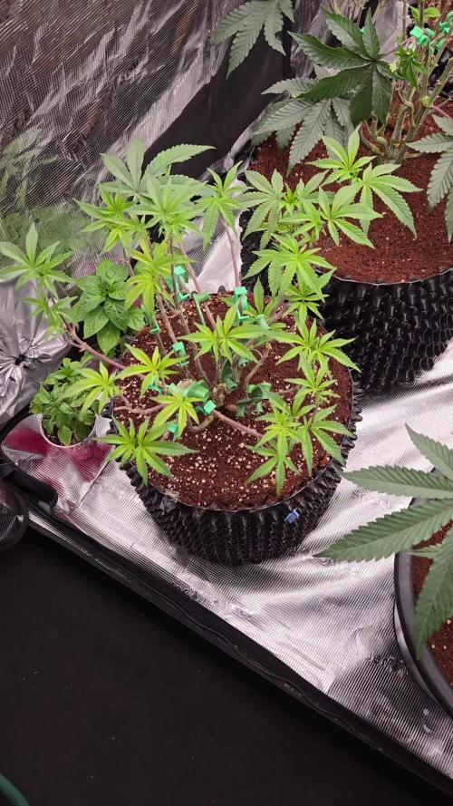 Gorilla Glue #4 x white widow