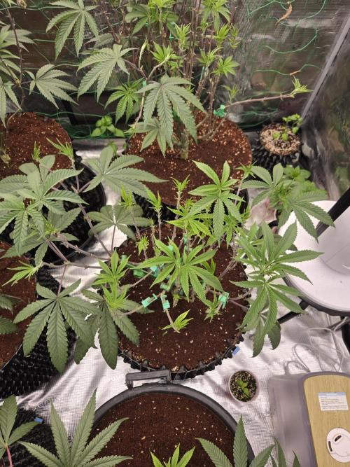 Gorilla Glue #4 x white widow. Week 10