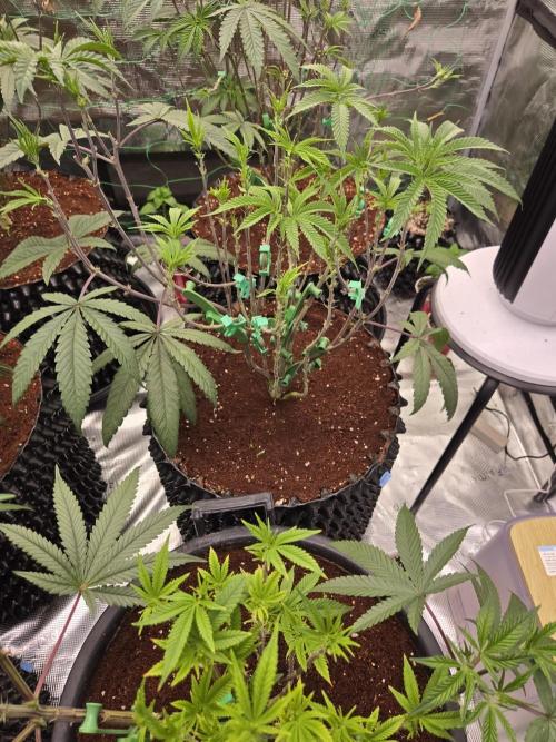Gorilla Glue #4 x white widow. Week 10