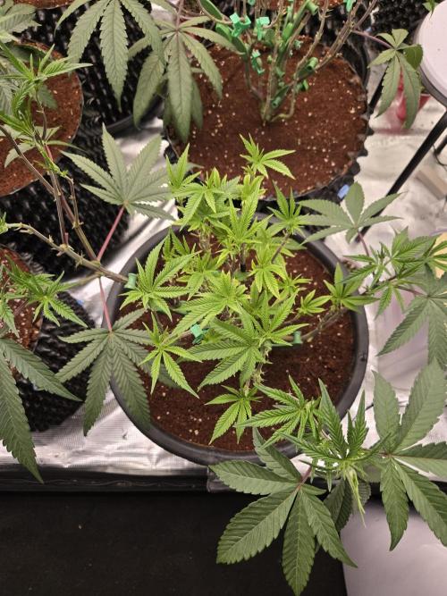 Gorilla Glue #4 x white widow. Week 10