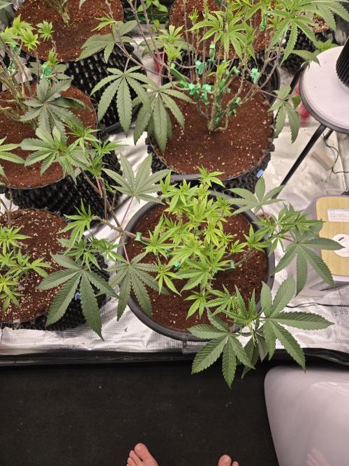 Gorilla Glue #4 x white widow. Week 10