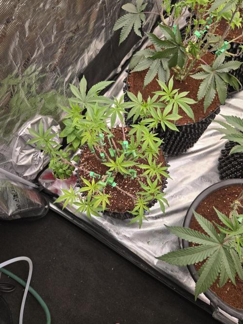 Gorilla Glue #4 x white widow. Week 10
