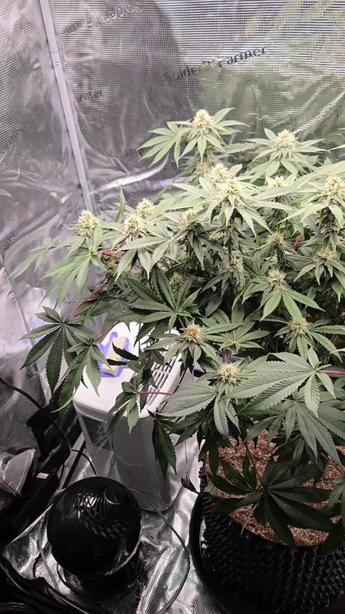 Tangerine Dream